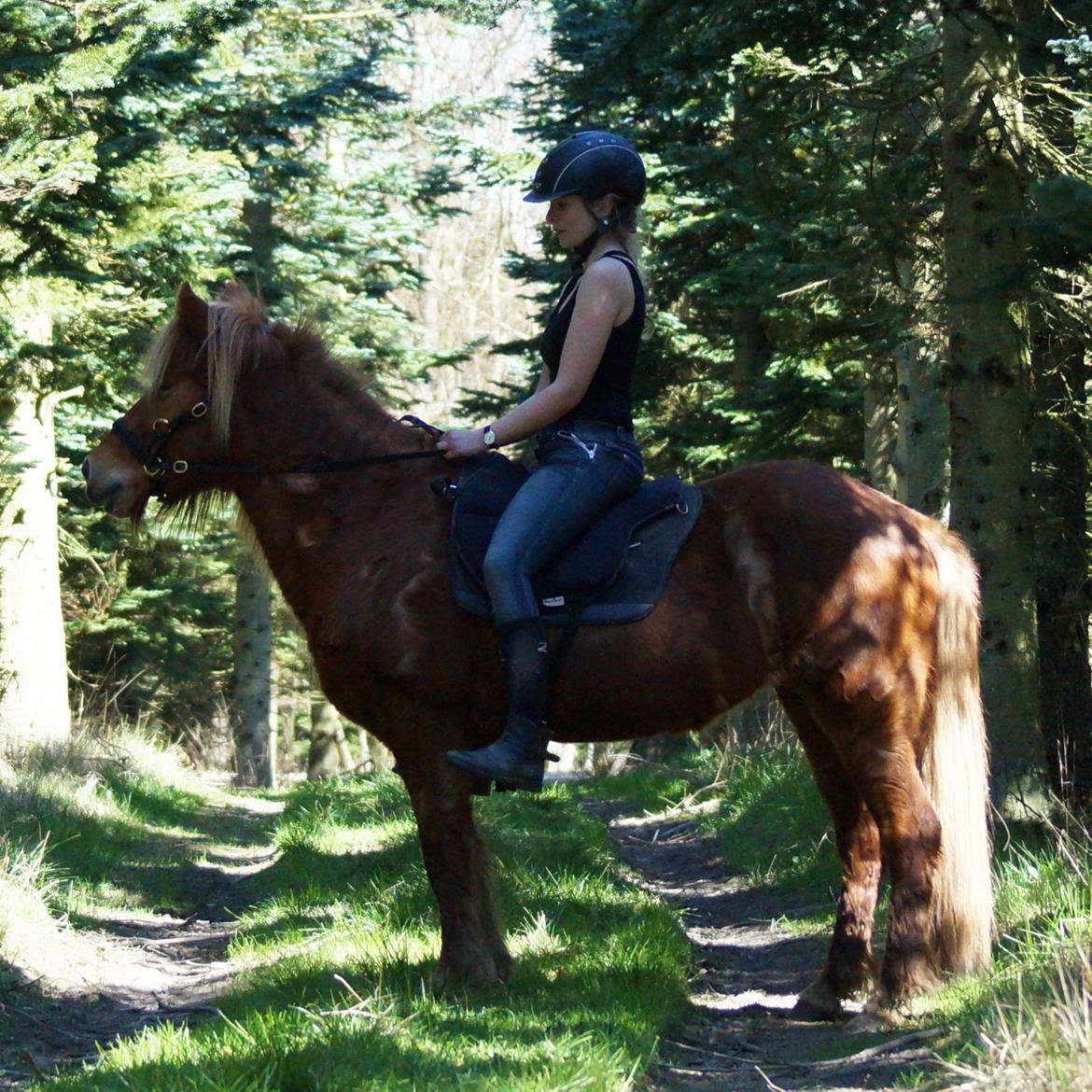 Islænder Halla fra Skovbogård - April 2015 billede 13