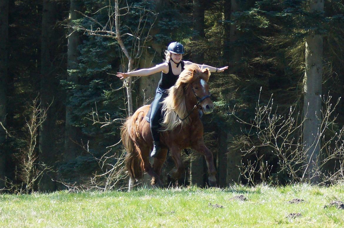 Islænder Halla fra Skovbogård - April 2015 billede 6