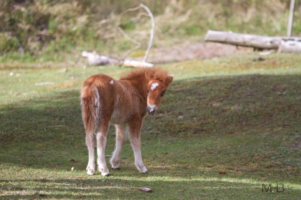 Knabstrupper Kragheredens Jumping Easter Surprise billede 13