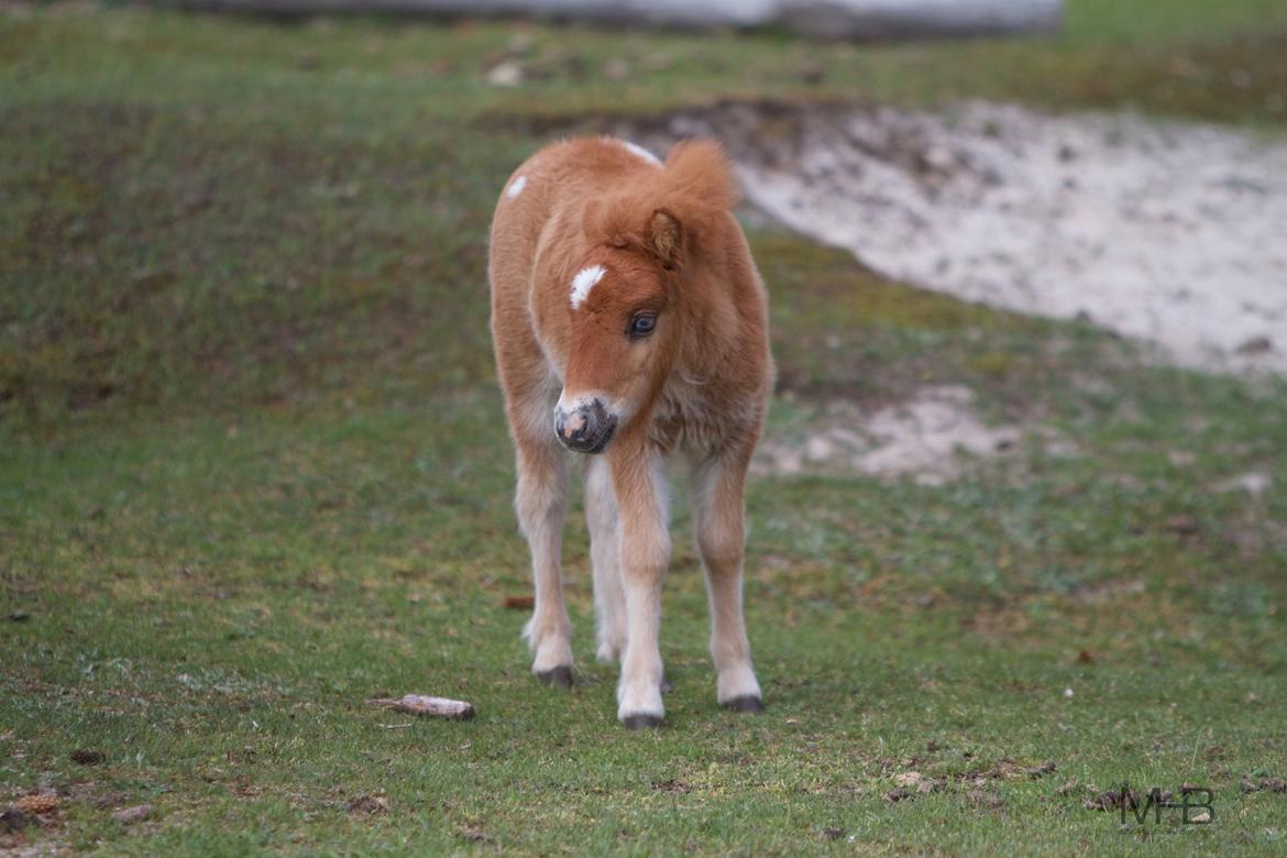 Knabstrupper Kragheredens Jumping Easter Surprise billede 17