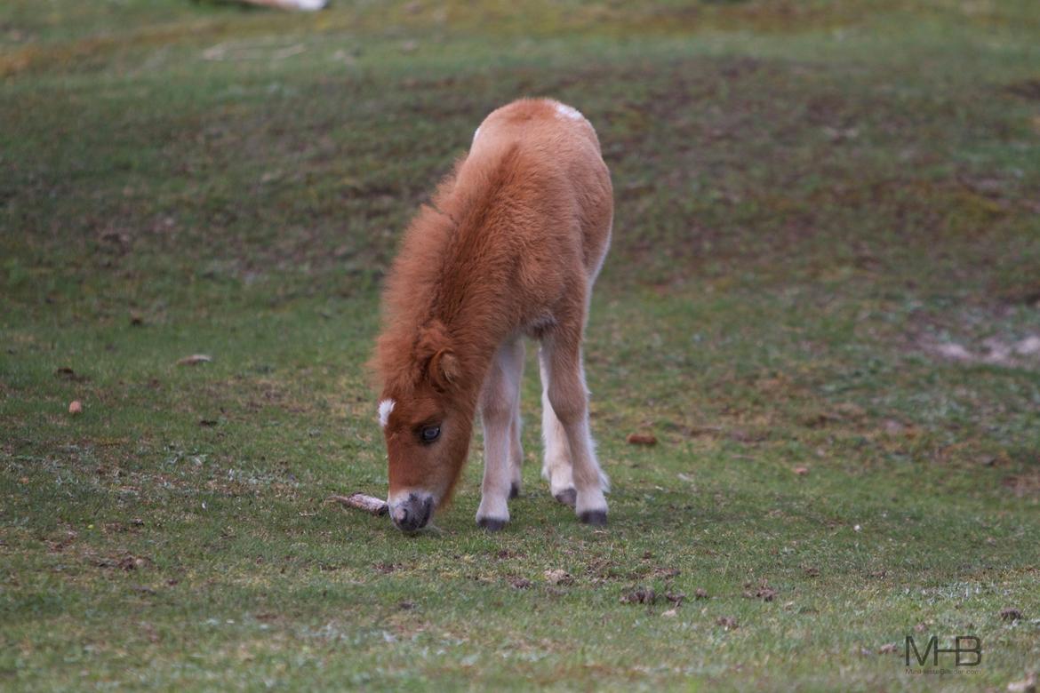 Knabstrupper Kragheredens Jumping Easter Surprise billede 15