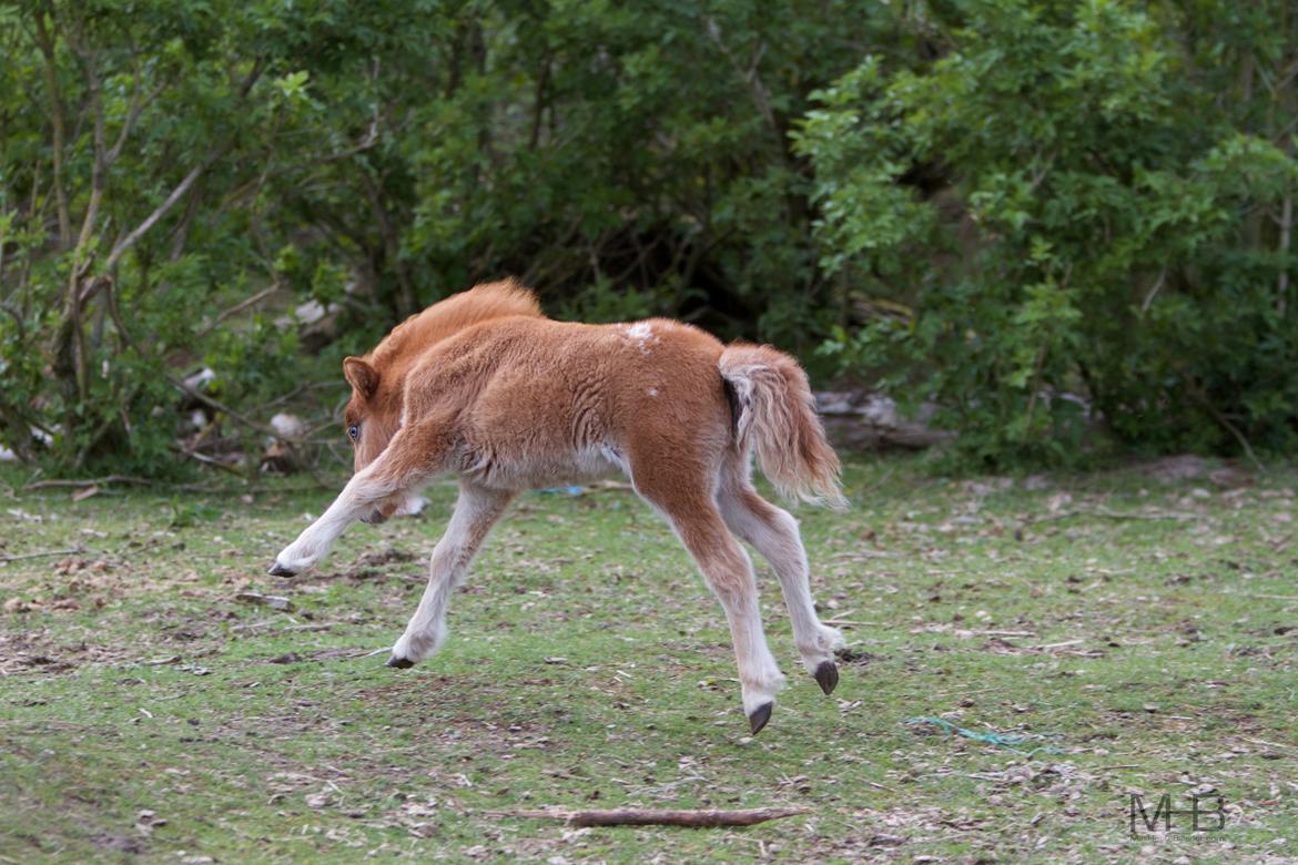 Knabstrupper Kragheredens Jumping Easter Surprise billede 19