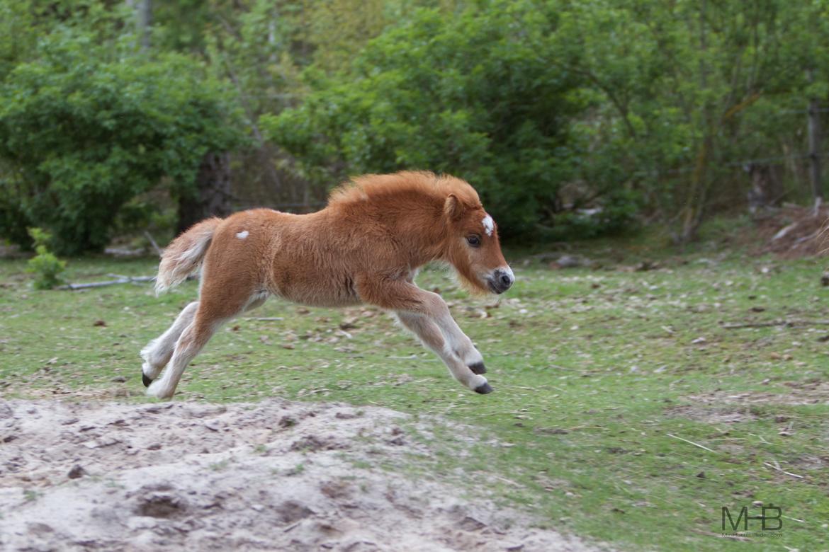 Knabstrupper Kragheredens Jumping Easter Surprise billede 20