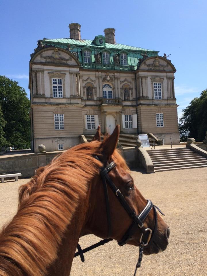 Anden særlig race Fiskegaardens Asterix billede 19