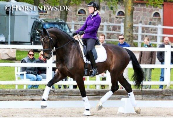 Dansk Varmblod Drisdals Co-Co Chanel RDH billede 14