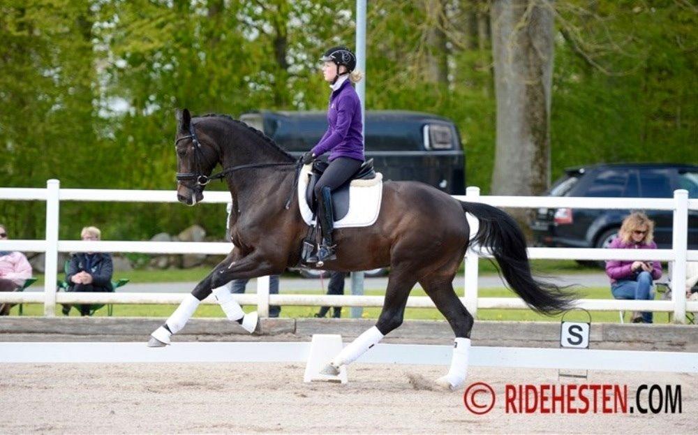 Dansk Varmblod Drisdals Co-Co Chanel RDH billede 12