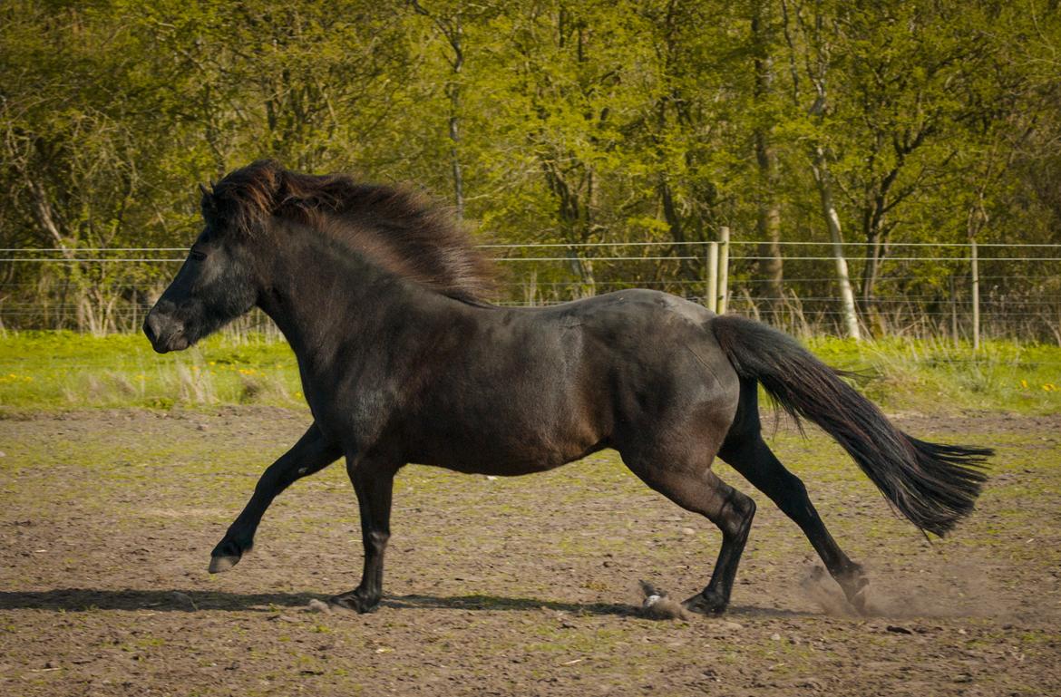 Islænder Bára fra Stiesholm [Lama] billede 14