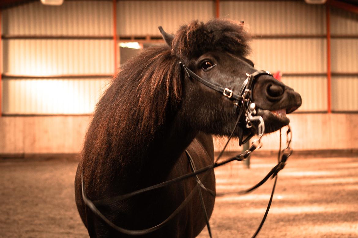 Islænder Bára fra Stiesholm [Lama] billede 12