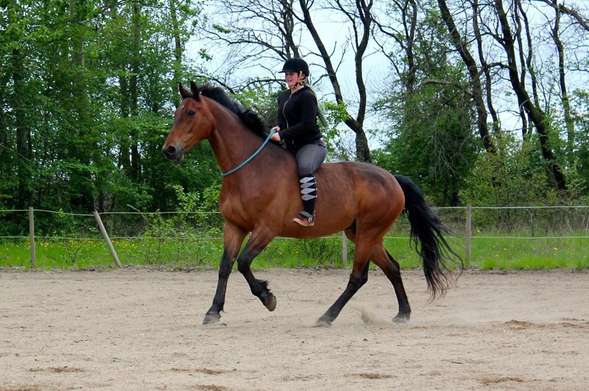 Dansk Varmblod Gørklintgårds flash - 14 Maj 2015. billede 16