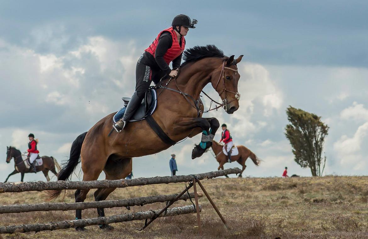 Dansk Varmblod Gørklintgårds flash - Flash til hans første jagt. Kompedal 1 Maj 2015. billede 7