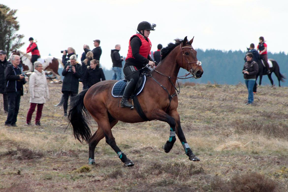 Dansk Varmblod Gørklintgårds flash - 1 Maj 2015. Hans første jagt. billede 13