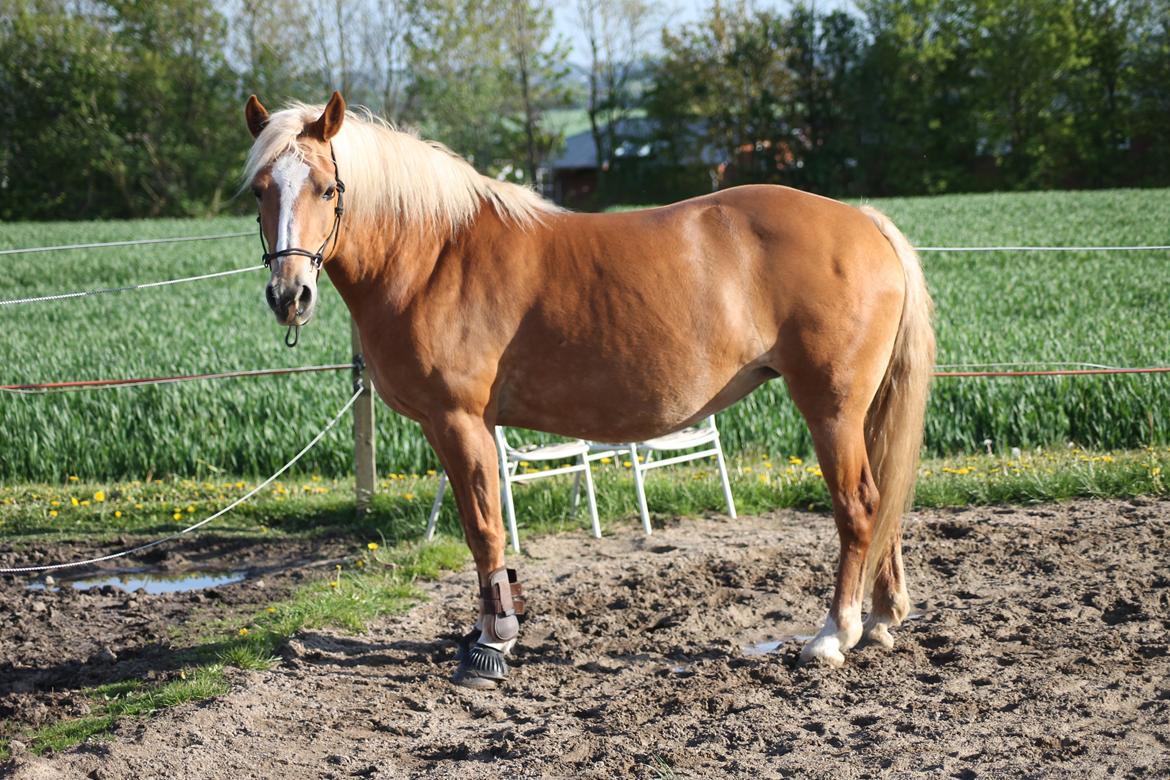 Haflinger Gipsy billede 37