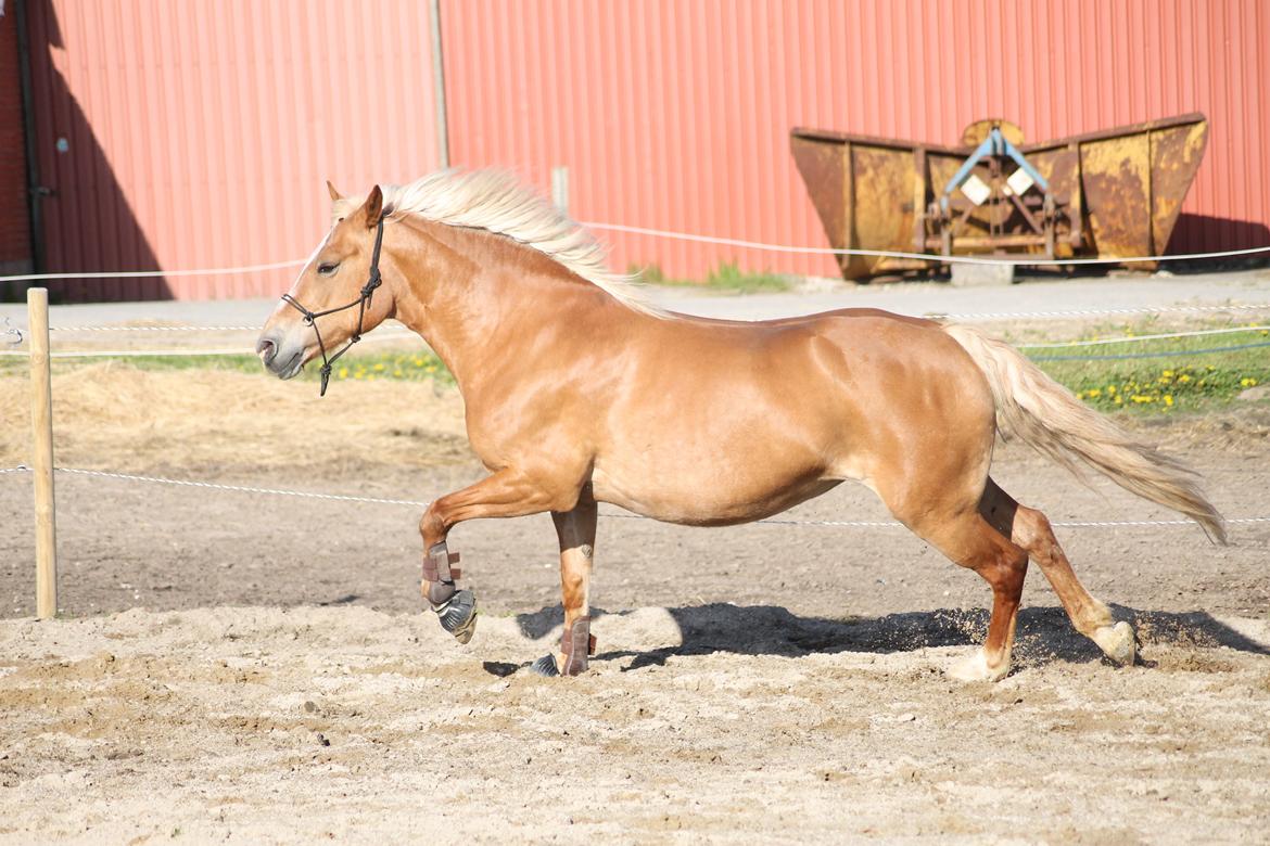Haflinger Gipsy billede 39