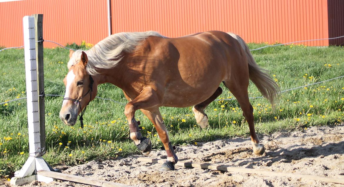 Haflinger Gipsy billede 34