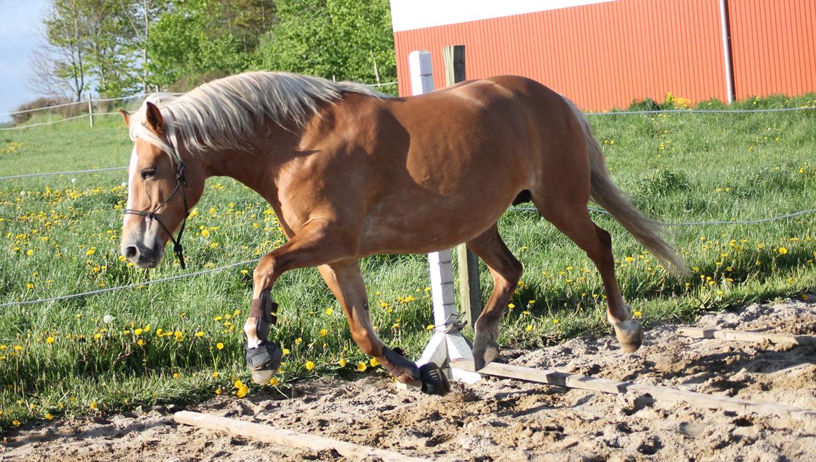 Haflinger Gipsy billede 28