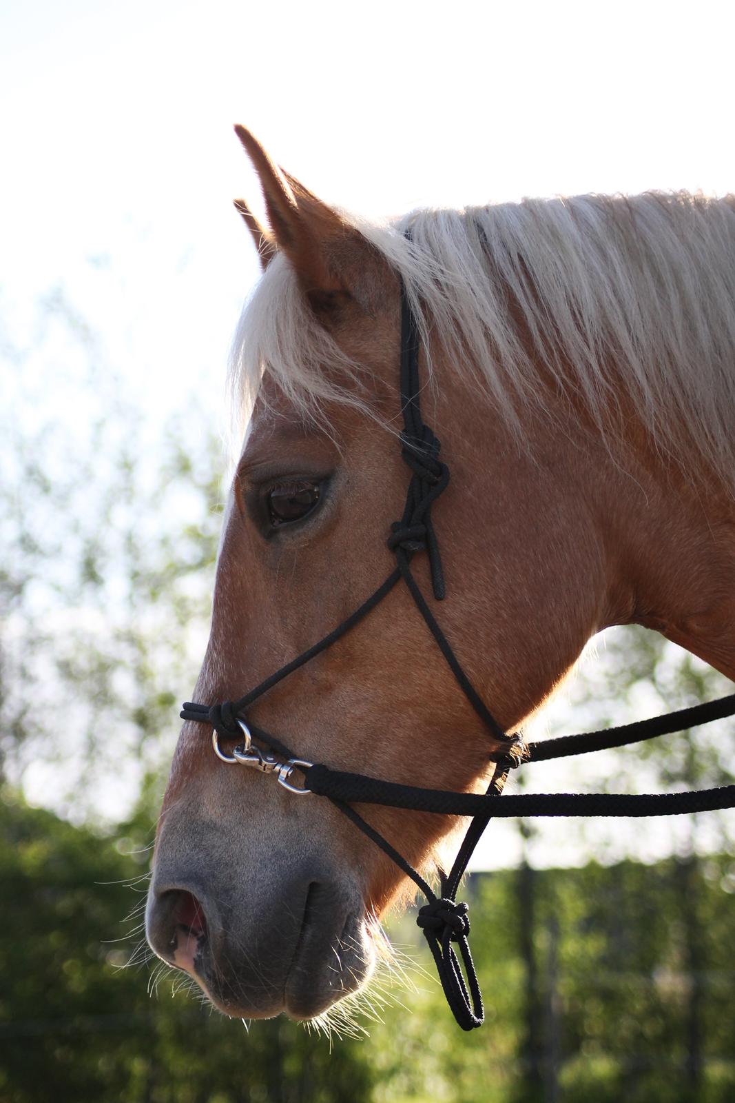 Haflinger Gipsy billede 43