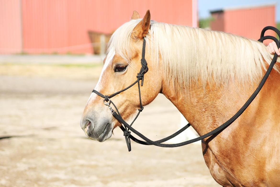 Haflinger Gipsy billede 31
