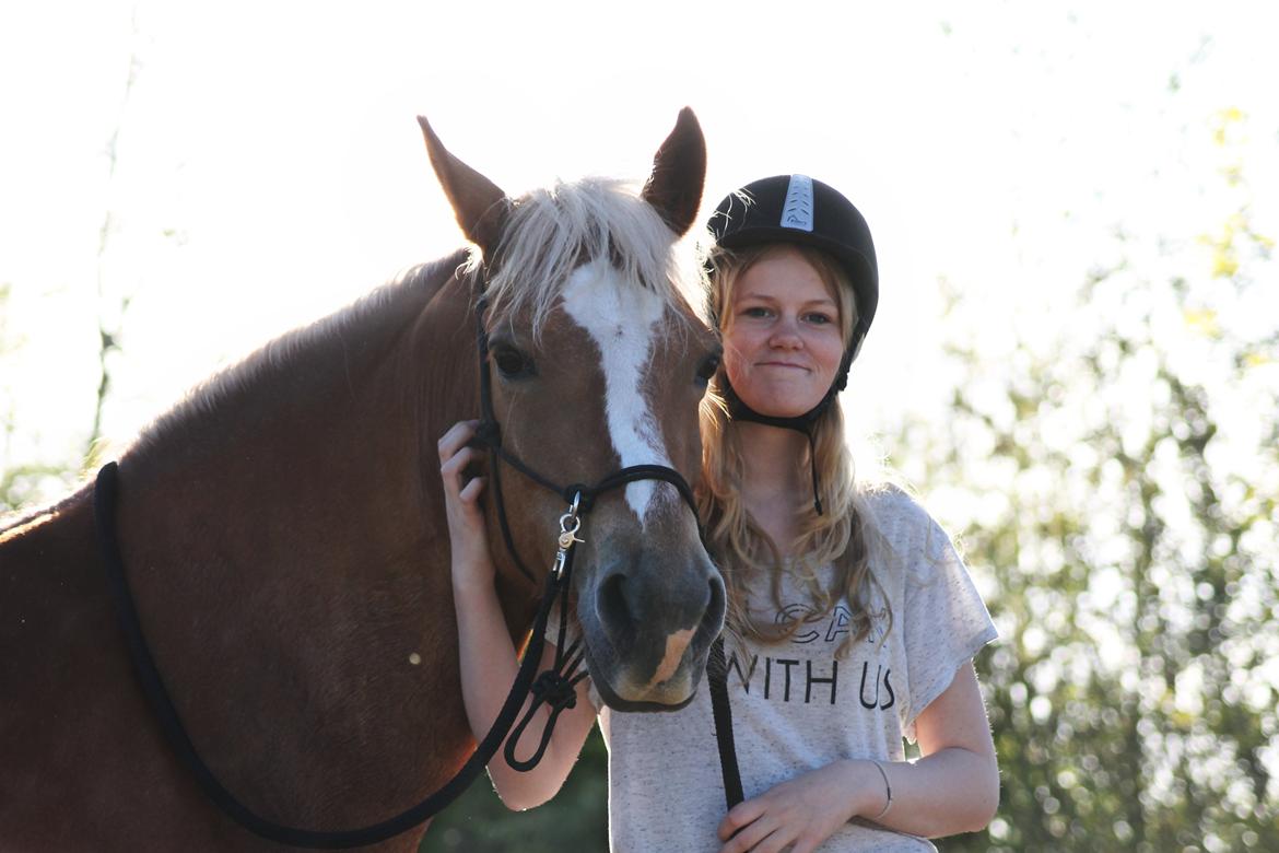 Haflinger Gipsy billede 17