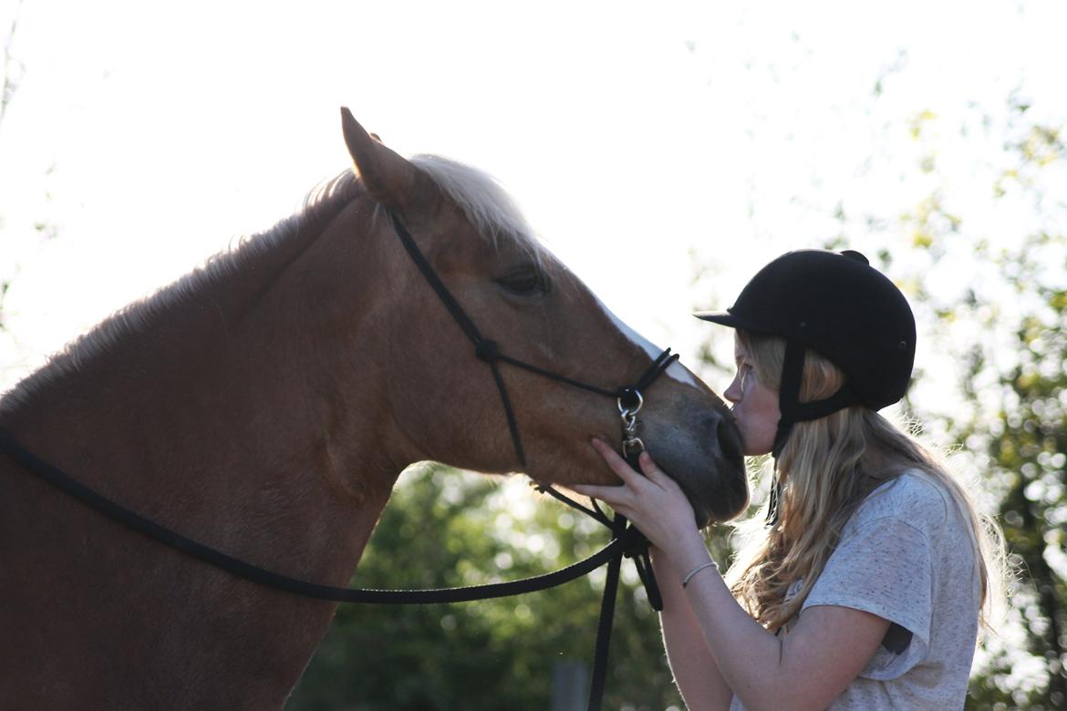 Haflinger Gipsy billede 11