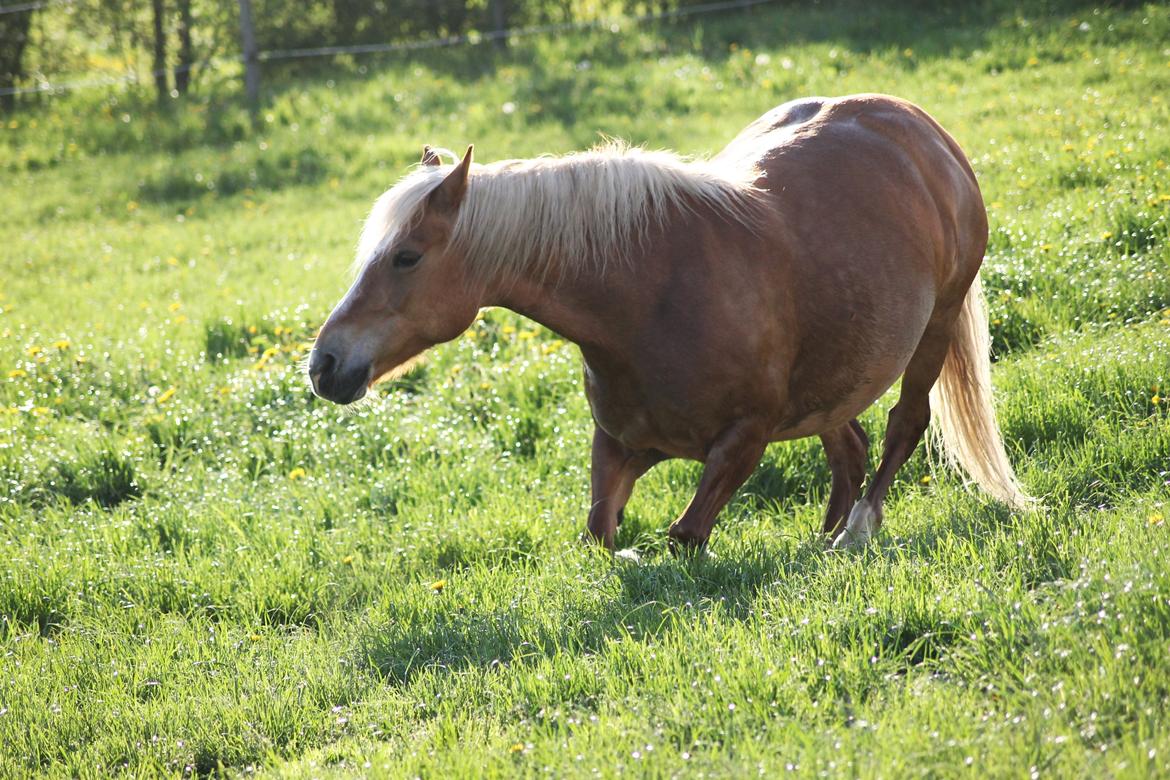 Haflinger Gipsy billede 20