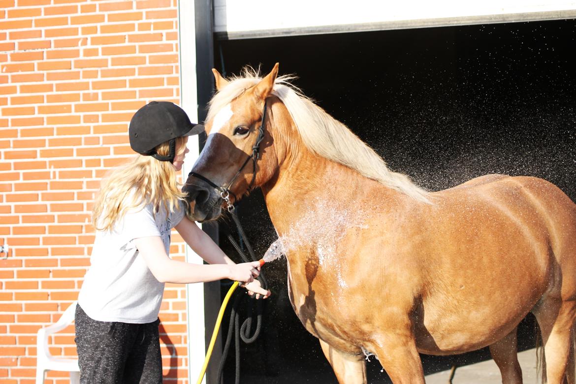 Haflinger Gipsy billede 48