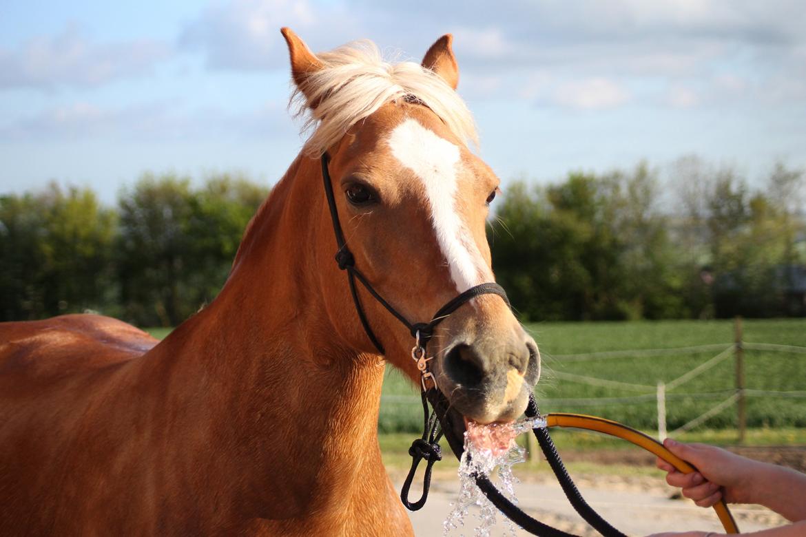 Haflinger Gipsy billede 15