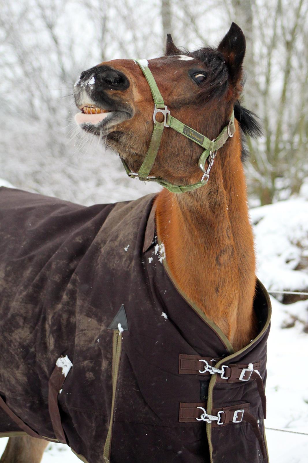 DSP Felex billede 23