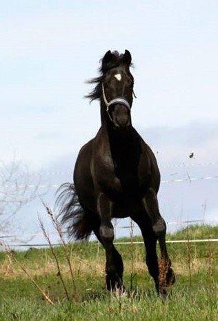 Dansk Varmblod senzation billede 8