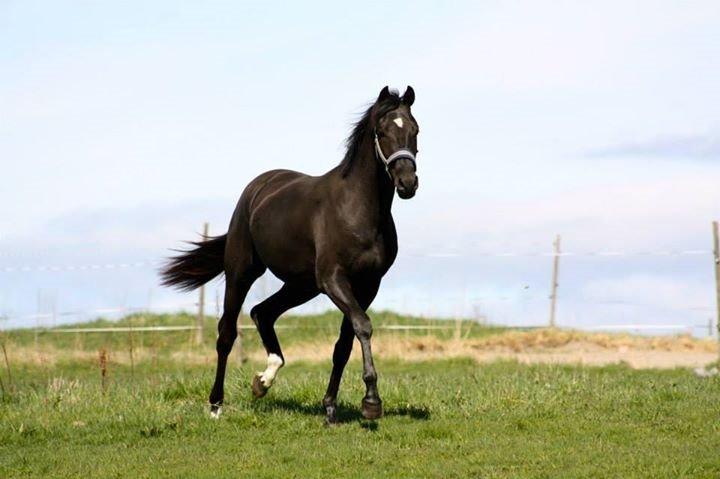 Dansk Varmblod senzation billede 7