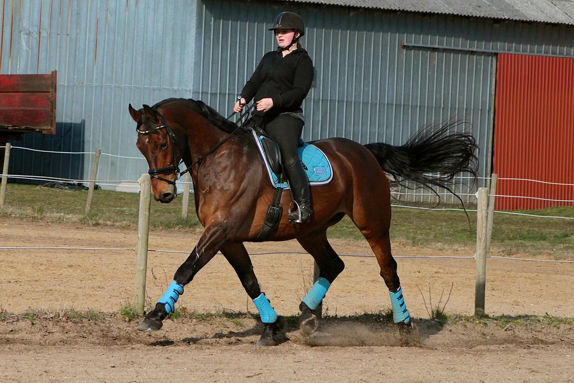 Dansk Varmblod Gørklintgårds flash - 4 April 2015. billede 12