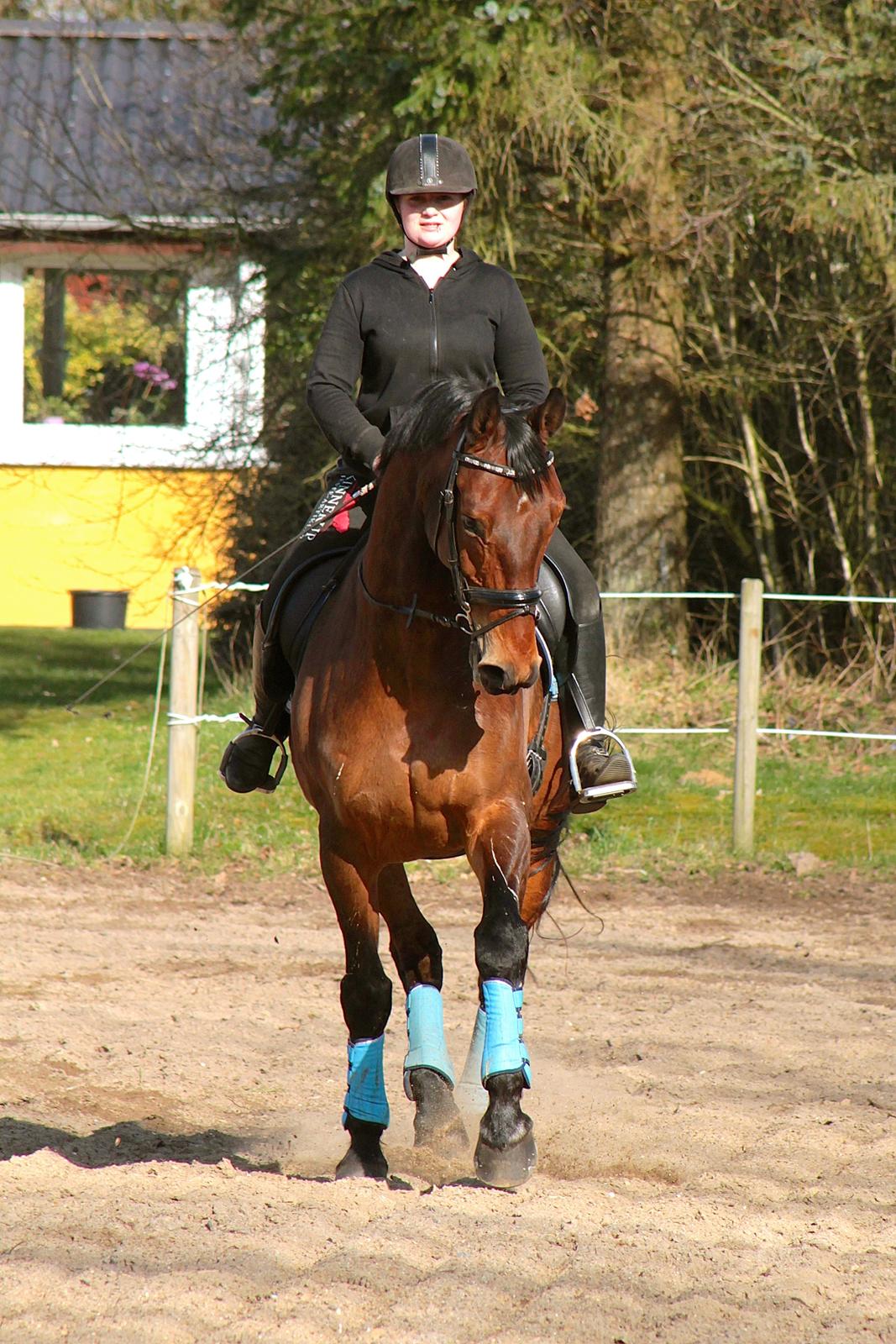 Dansk Varmblod Gørklintgårds flash - 4 April 2015. billede 18