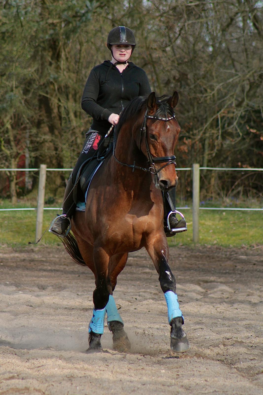 Dansk Varmblod Gørklintgårds flash - 4 April 2015. billede 8