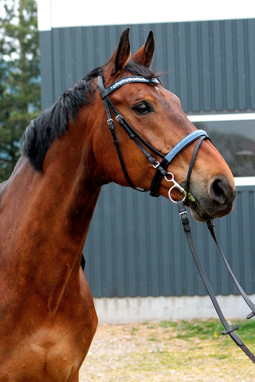 Dansk Varmblod Gørklintgårds flash - Fra TREC stævne den 25 April 2015. Vi fik en anden plads. billede 31