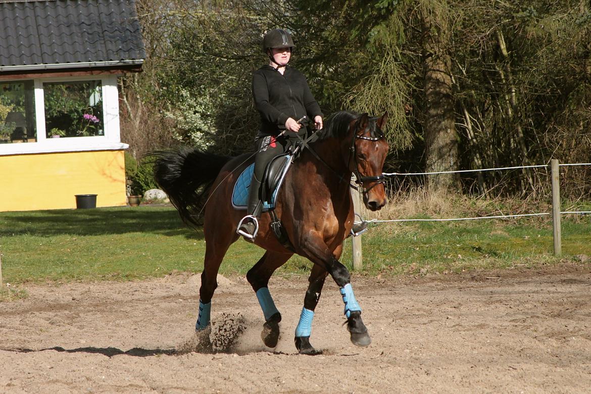 Dansk Varmblod Gørklintgårds flash - 4 April. 2015. billede 22