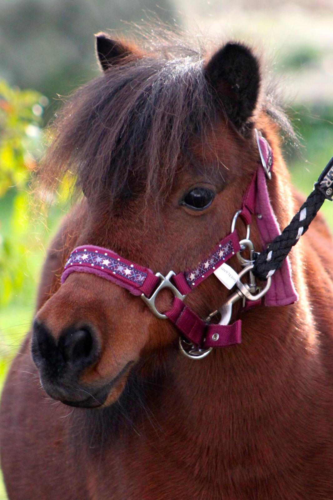 Miniature Bella La Princesa Pequeña billede 25