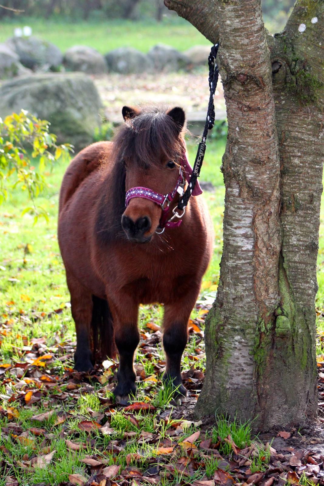 Miniature Bella La Princesa Pequeña billede 20