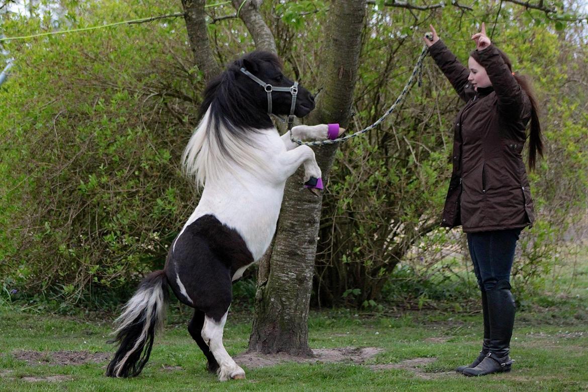 Miniature Magic Flash Back billede 6