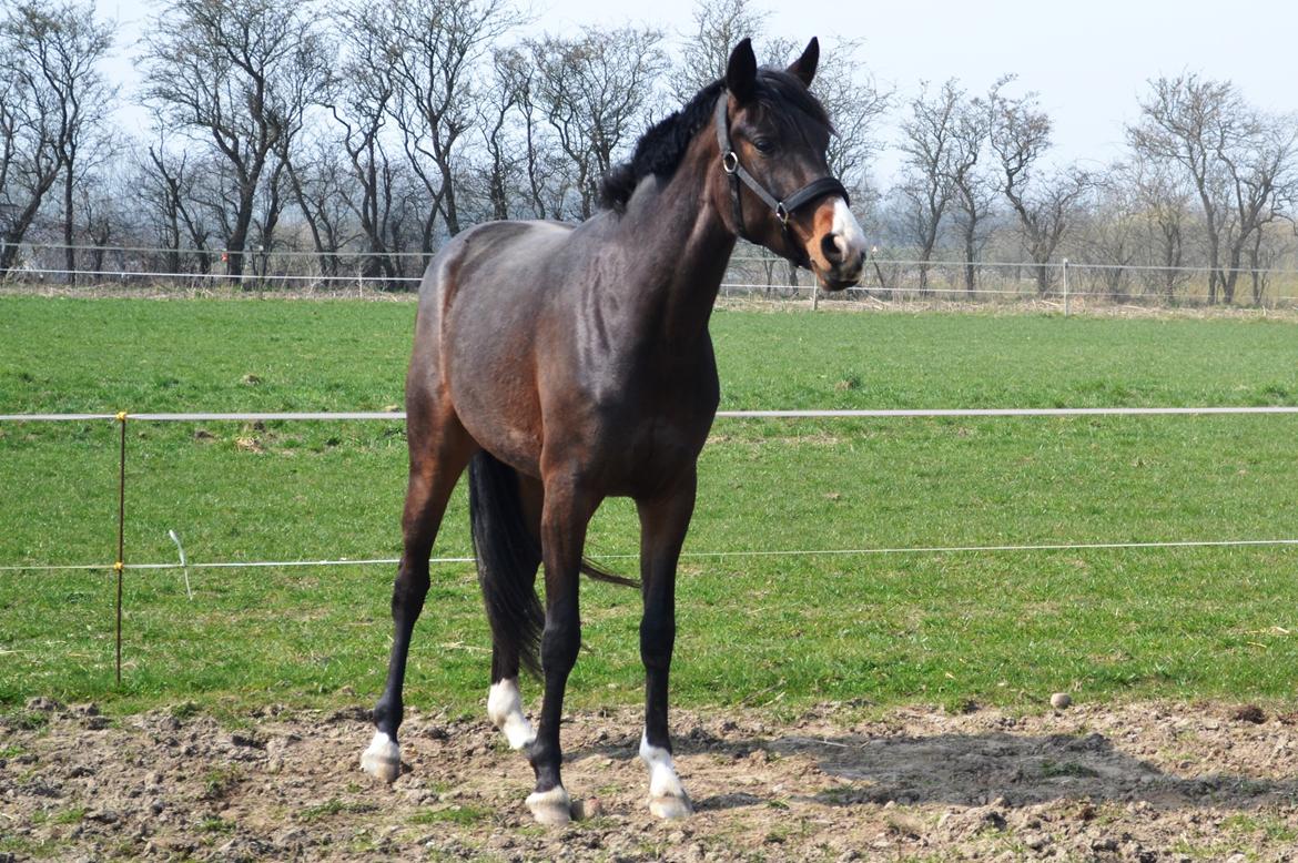 Westfaler Fürstin Tanz billede 3