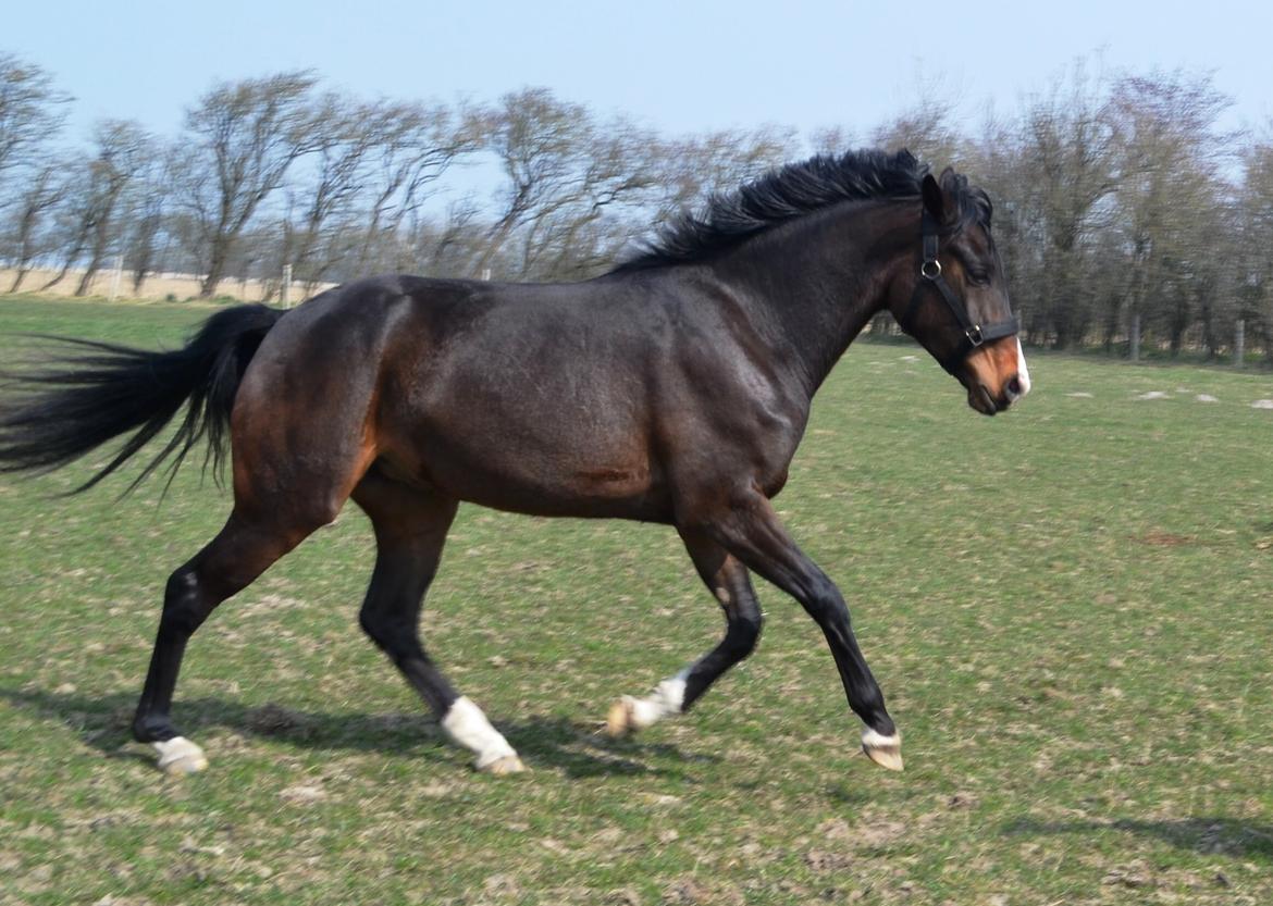 Westfaler Fürstin Tanz billede 4