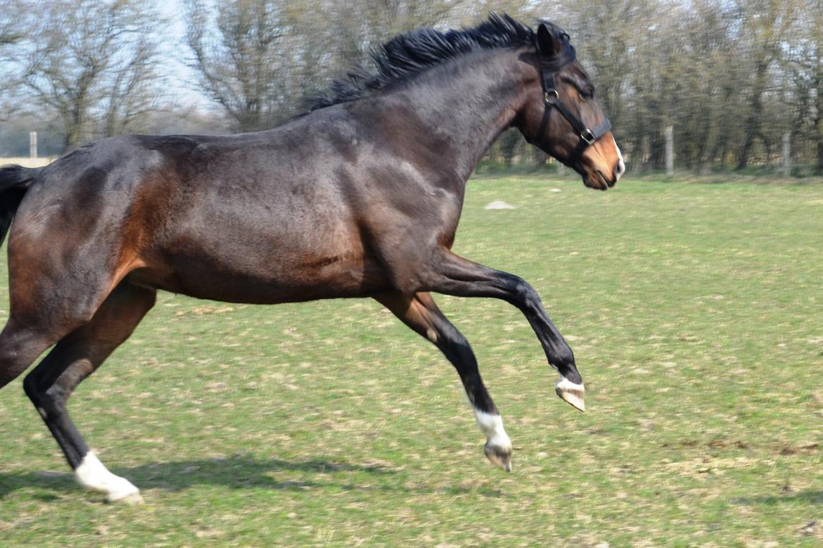 Westfaler Fürstin Tanz billede 5