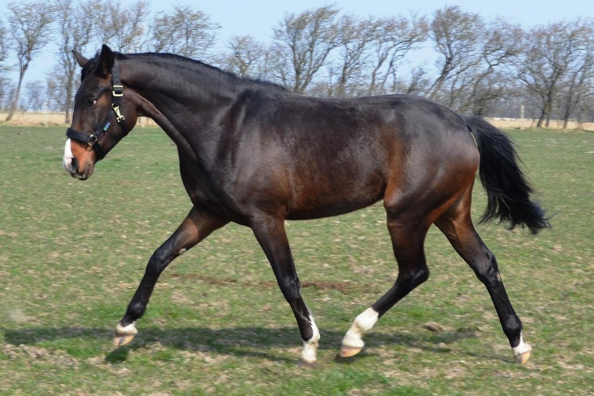 Westfaler Fürstin Tanz billede 6