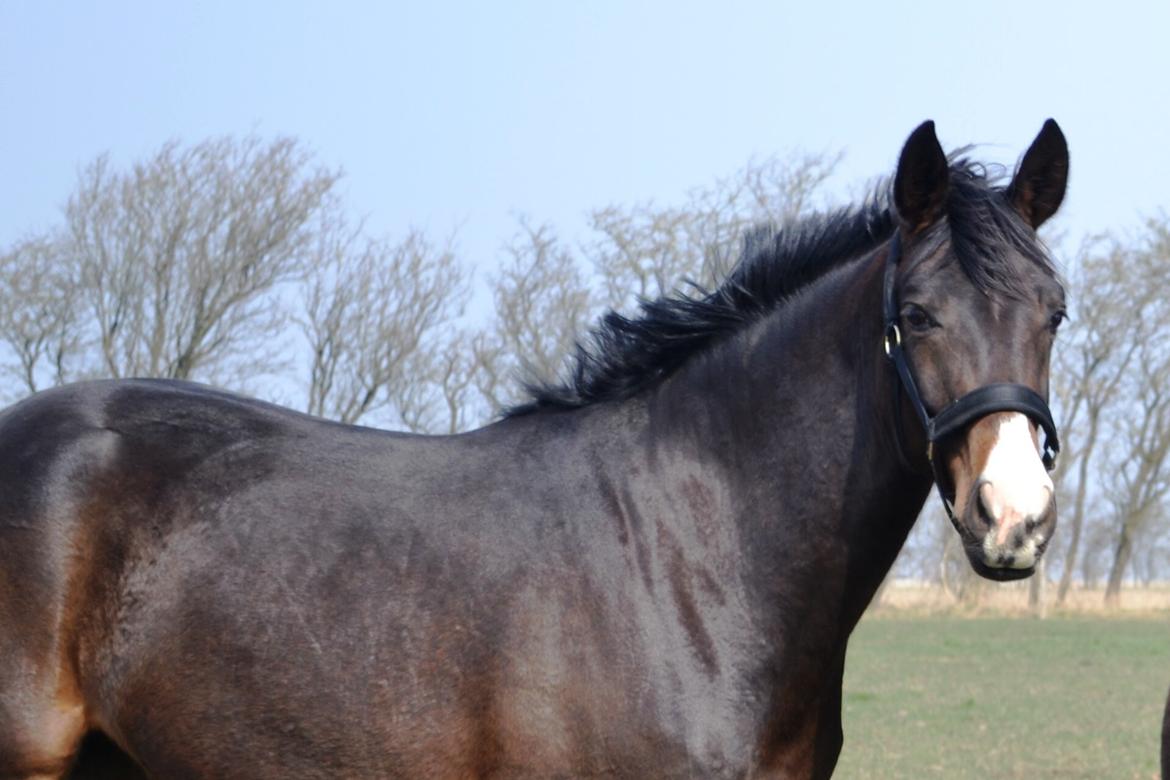 Westfaler Fürstin Tanz billede 1