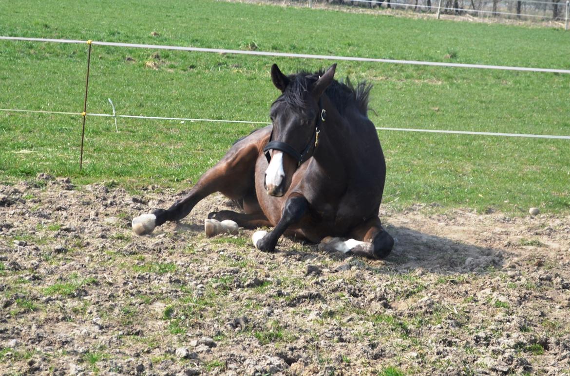 Westfaler Fürstin Tanz billede 7