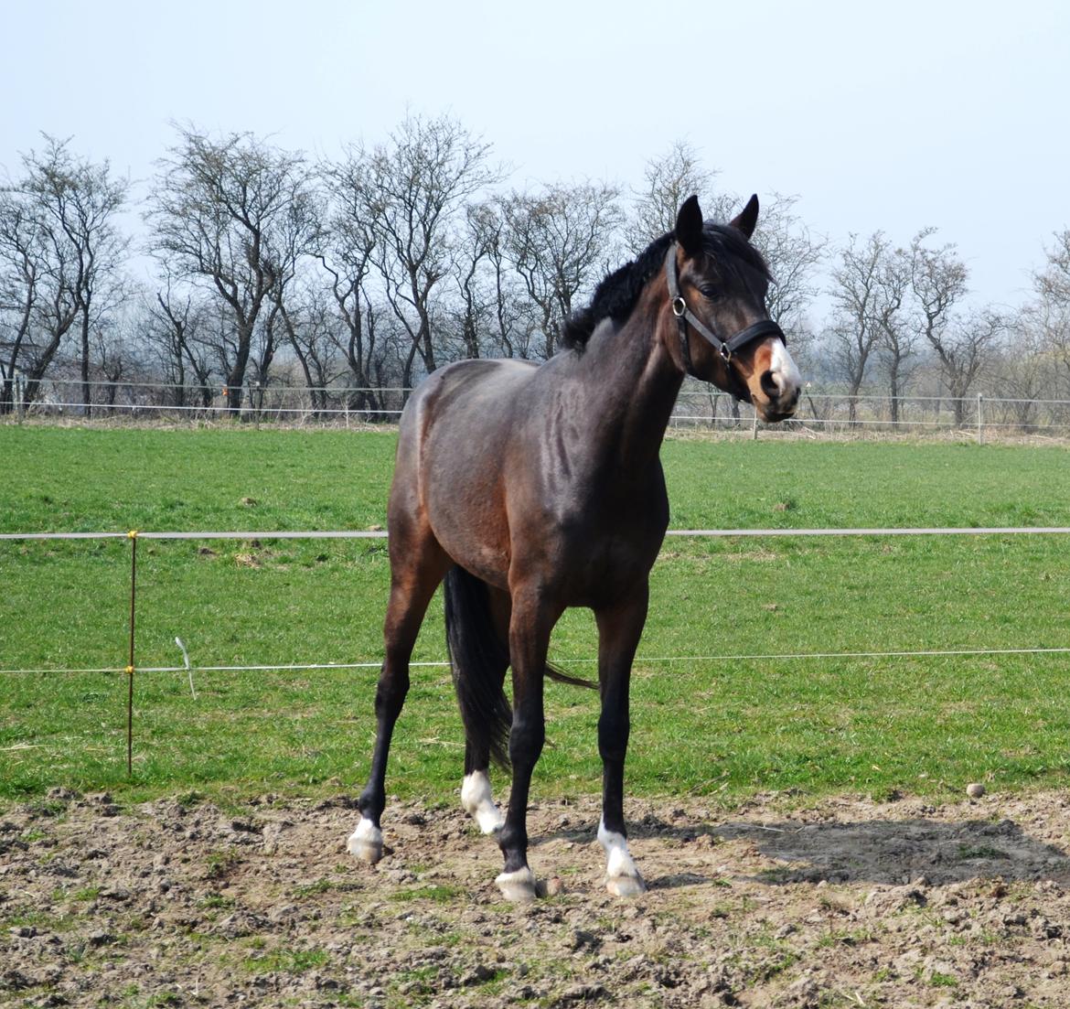 Westfaler Fürstin Tanz billede 8