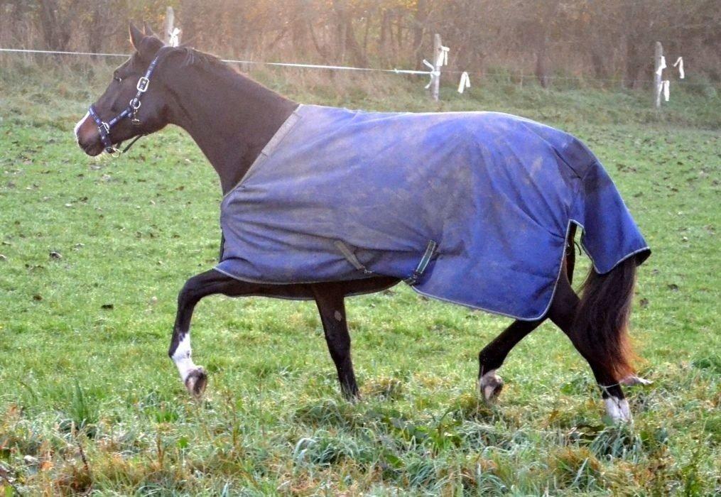 Westfaler Fürstin Tanz billede 2