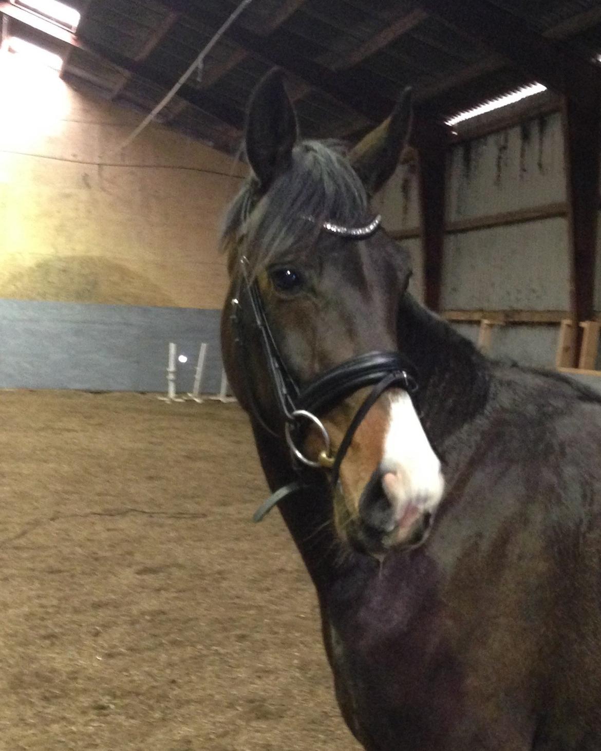 Westfaler Fürstin Tanz billede 9