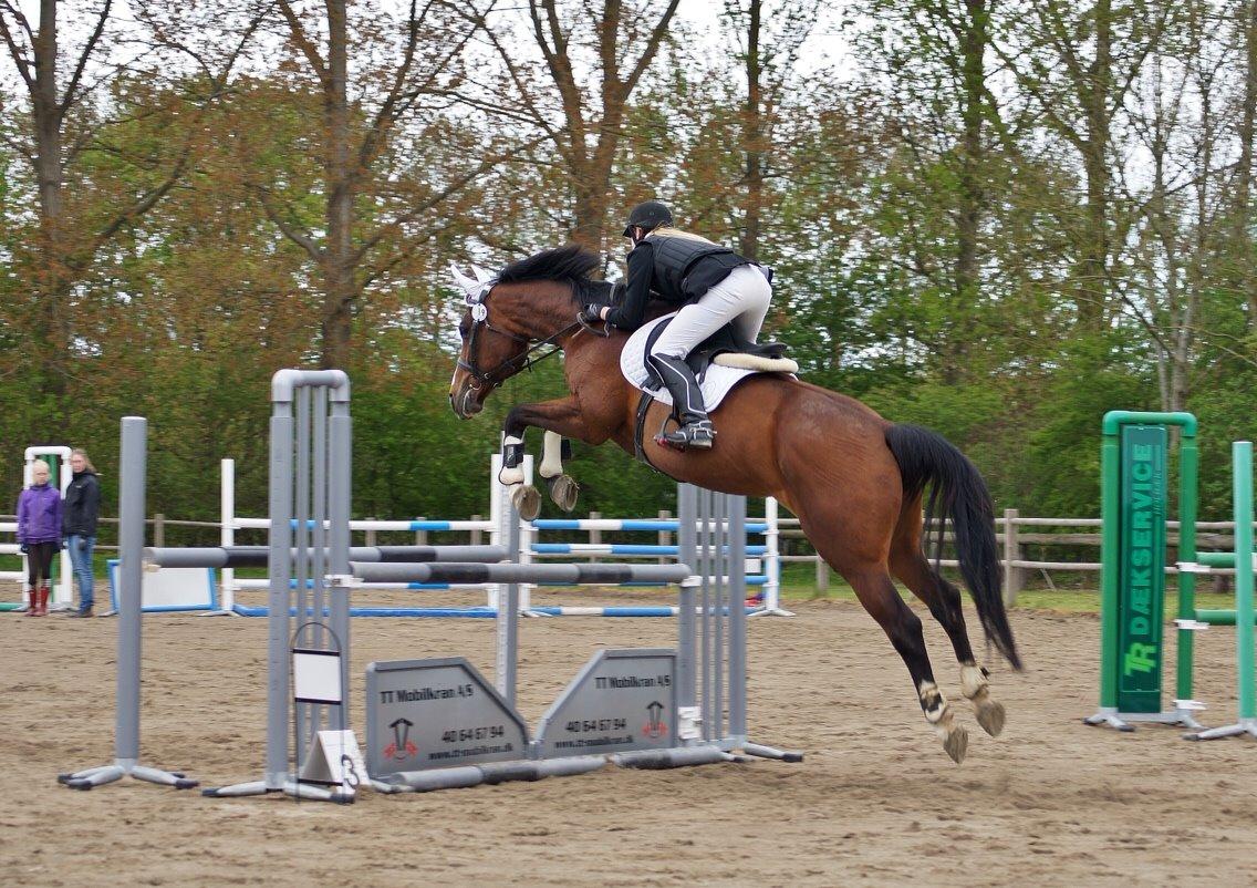 Hollandsk Varmblod Umarla - Flyver over 110 cm billede 14