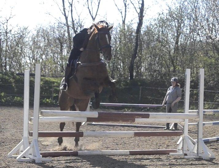 Fuldblod (XX) Red lightning xx (den) billede 2