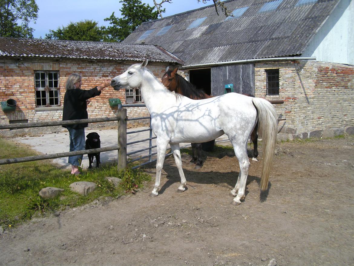 Arabisk fuldblod (OX) Shams Shamilah billede 2