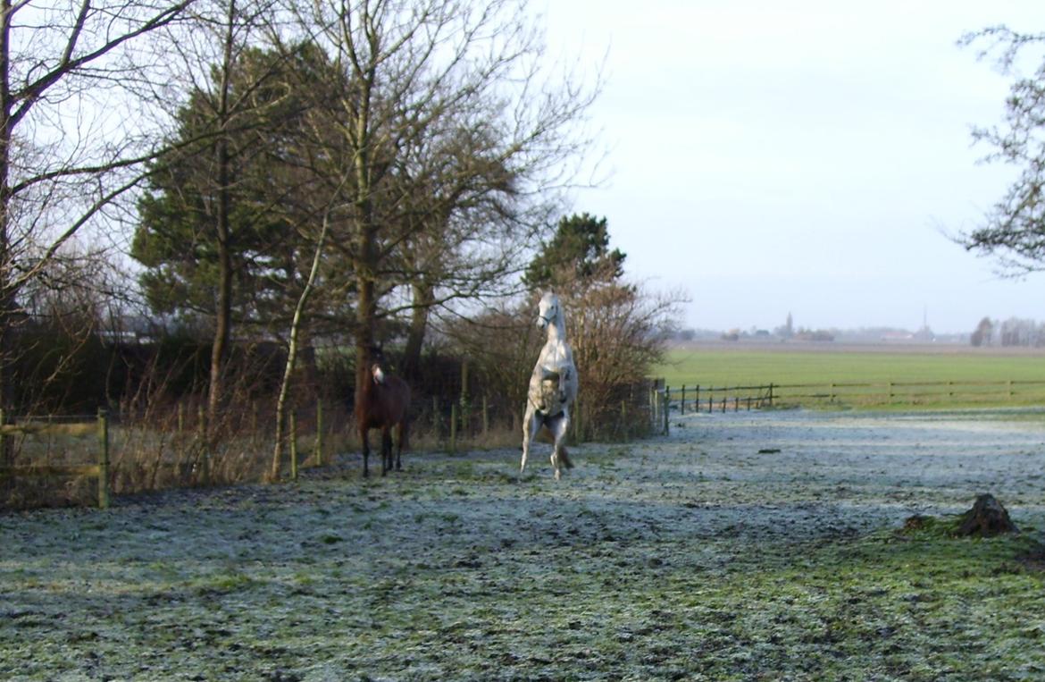 Arabisk fuldblod (OX) Shams Shamilah billede 3
